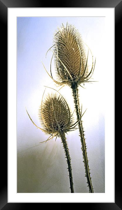 Teazle Two Framed Mounted Print by Alan Pickersgill