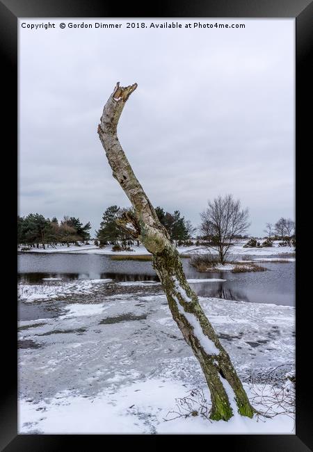 Dead Tree at Hatchet Pond Framed Print by Gordon Dimmer