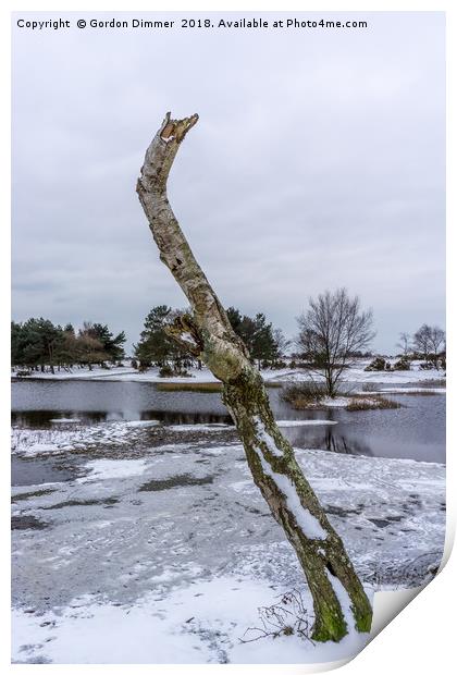 Dead Tree at Hatchet Pond Print by Gordon Dimmer