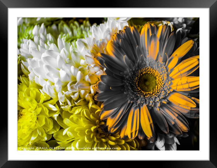 Flowers in monochrome Framed Mounted Print by PAUL OLBISON