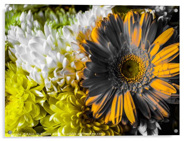 Flowers in monochrome Acrylic by PAUL OLBISON