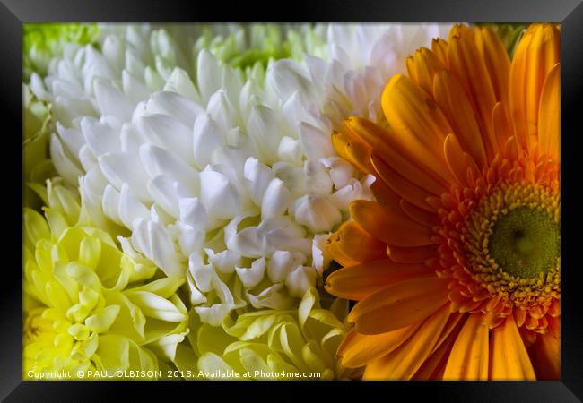 Flowers  Framed Print by PAUL OLBISON