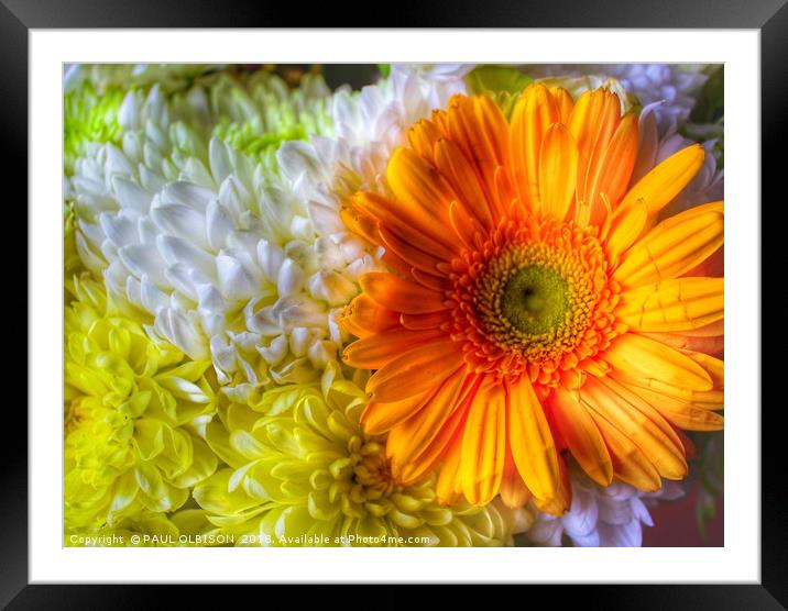 Coloured bouquet  Framed Mounted Print by PAUL OLBISON