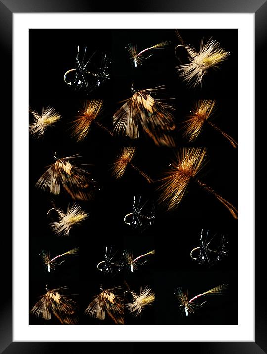 Colage of flies Framed Mounted Print by Doug McRae