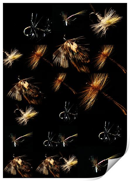 Colage of flies Print by Doug McRae