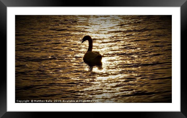        Lovely Silhouette of a Swan                 Framed Mounted Print by Matthew Balls