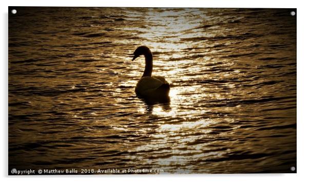        Lovely Silhouette of a Swan                 Acrylic by Matthew Balls