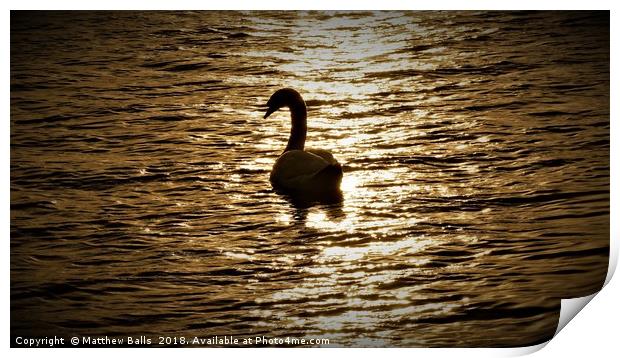        Lovely Silhouette of a Swan                 Print by Matthew Balls