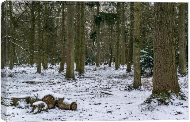 A snowy new forest scene with deer in the distance Canvas Print by Gordon Dimmer