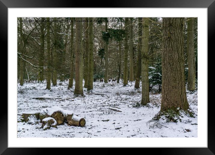 A snowy new forest scene with deer in the distance Framed Mounted Print by Gordon Dimmer