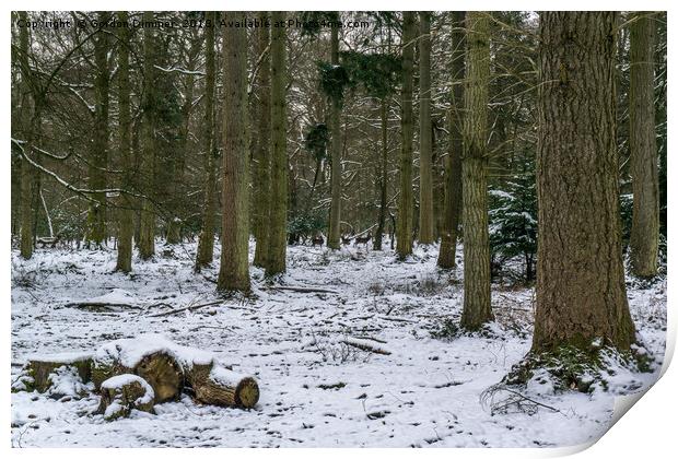 A snowy new forest scene with deer in the distance Print by Gordon Dimmer