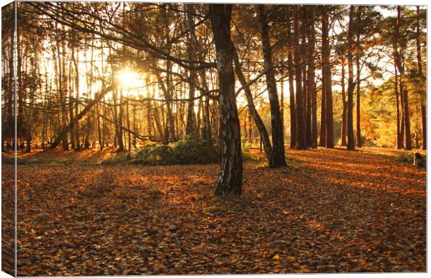 Horsell Common at twilight in autumn Canvas Print by Steve Mantell