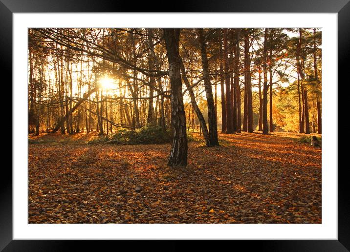 Horsell Common at twilight in autumn Framed Mounted Print by Steve Mantell