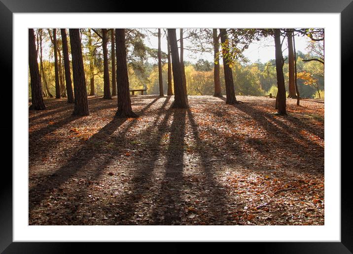Autumn woodland tree shadows Framed Mounted Print by Steve Mantell