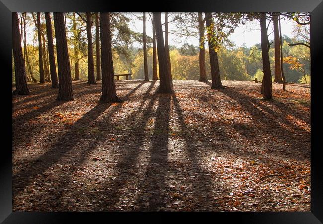 Autumn woodland tree shadows Framed Print by Steve Mantell