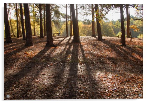 Autumn woodland tree shadows Acrylic by Steve Mantell
