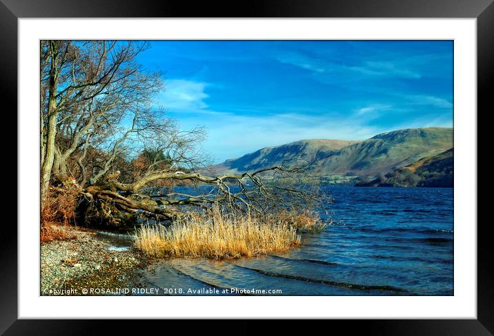 "Fallen tree at the lake 2 " Framed Mounted Print by ROS RIDLEY
