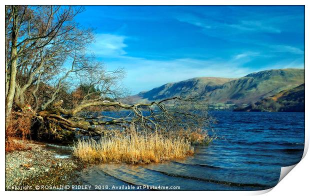 "Fallen tree at the lake 2 " Print by ROS RIDLEY