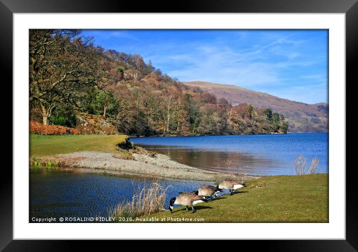 "Geese at the lake-side " Framed Mounted Print by ROS RIDLEY
