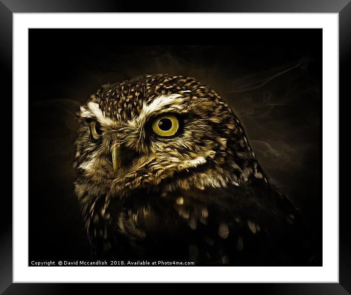Little Owl Framed Mounted Print by David Mccandlish