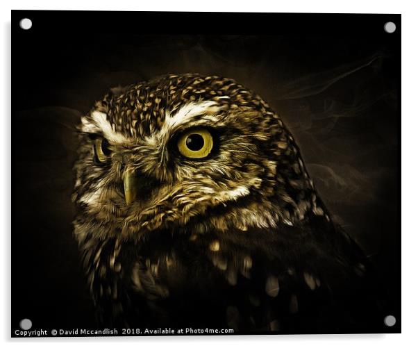Little Owl Acrylic by David Mccandlish