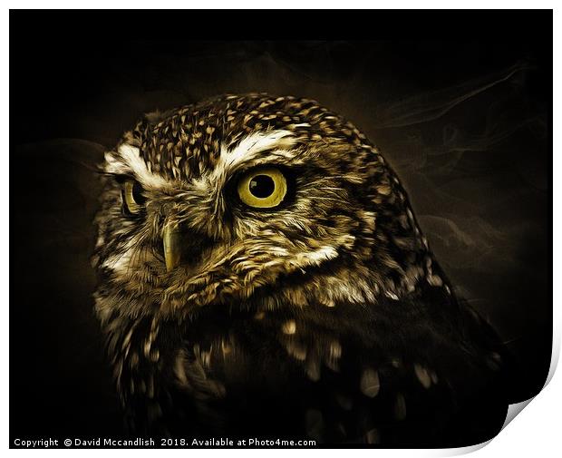 Little Owl Print by David Mccandlish