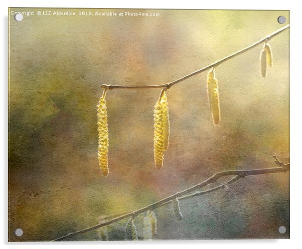 Golden Catkins Acrylic by LIZ Alderdice