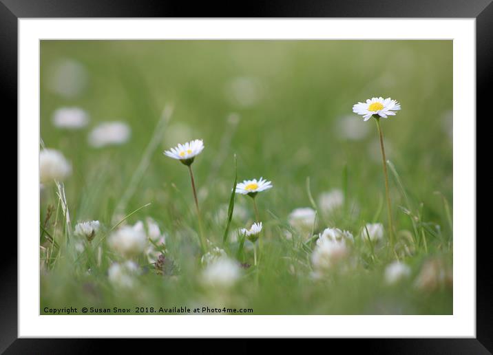 A Garden full of Daisies Framed Mounted Print by Susan Snow