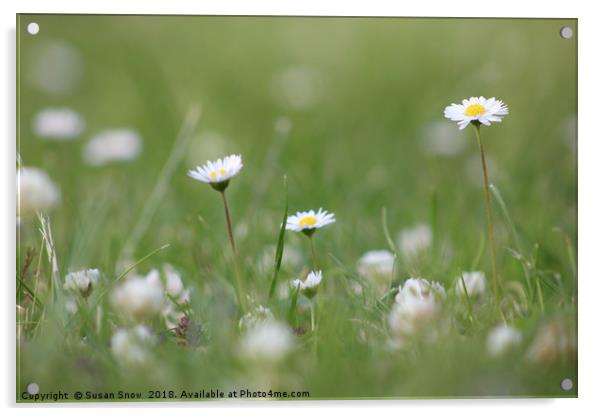 A Garden full of Daisies Acrylic by Susan Snow