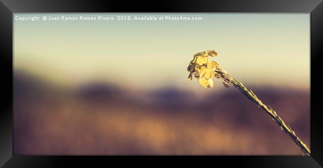 flower of yellow petals Framed Print by Juan Ramón Ramos Rivero