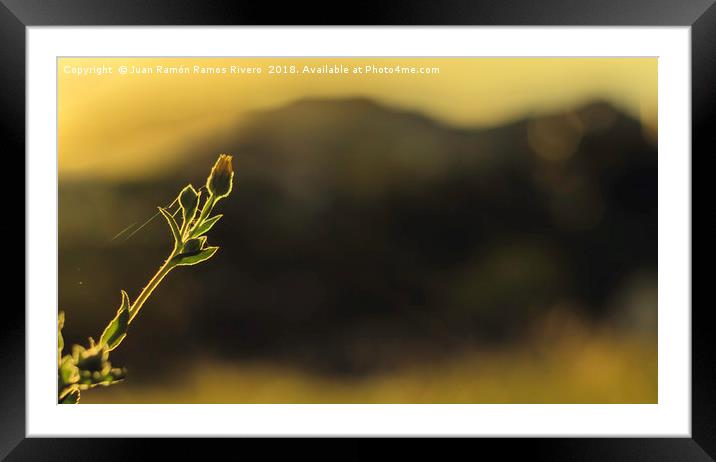 Silhouette of closed daisy at sunset Framed Mounted Print by Juan Ramón Ramos Rivero