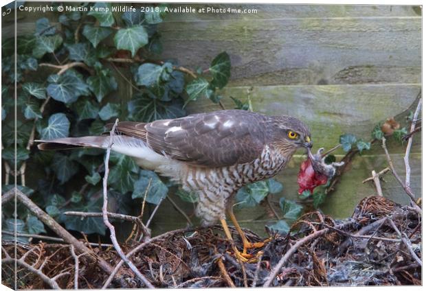 Sparrowhawk with Mouse   Canvas Print by Martin Kemp Wildlife