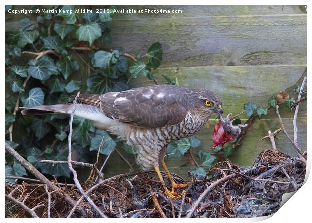Sparrowhawk with Mouse   Print by Martin Kemp Wildlife