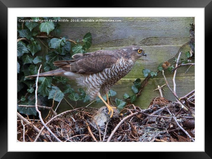 Sparrowhawk With Prey Framed Mounted Print by Martin Kemp Wildlife