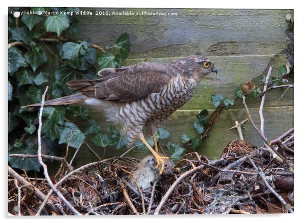 Sparrowhawk With Prey Acrylic by Martin Kemp Wildlife