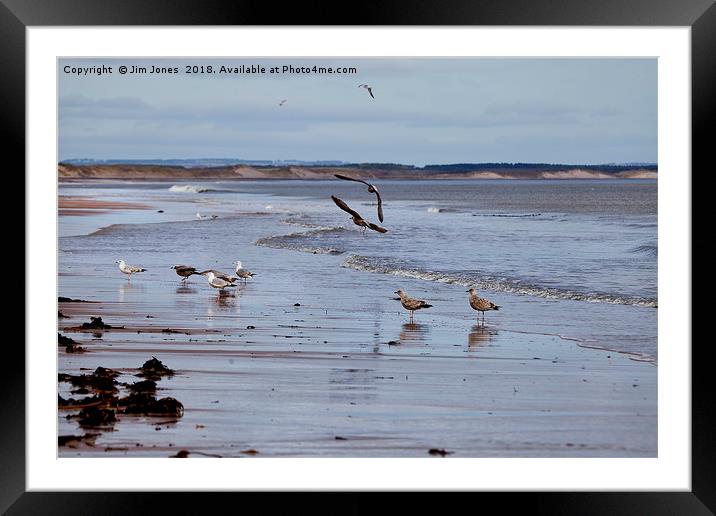 Gulls at the seaside Framed Mounted Print by Jim Jones