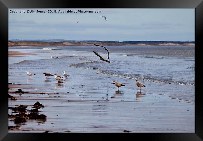 Gulls at the seaside Framed Print by Jim Jones
