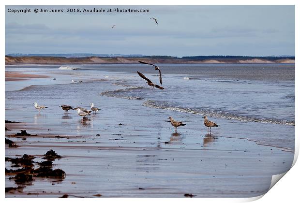 Gulls at the seaside Print by Jim Jones