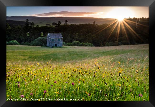 Wild Flower Hay Meadow at Sunrise Framed Print by David Forster
