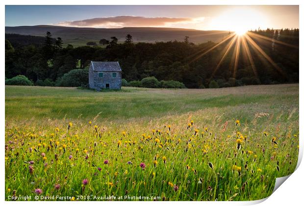Wild Flower Hay Meadow at Sunrise Print by David Forster