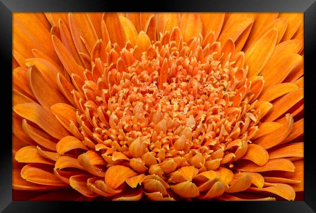 Orange Gerbera 2 Framed Print by Kelly Bailey