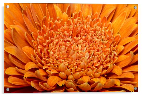 Orange Gerbera 2 Acrylic by Kelly Bailey