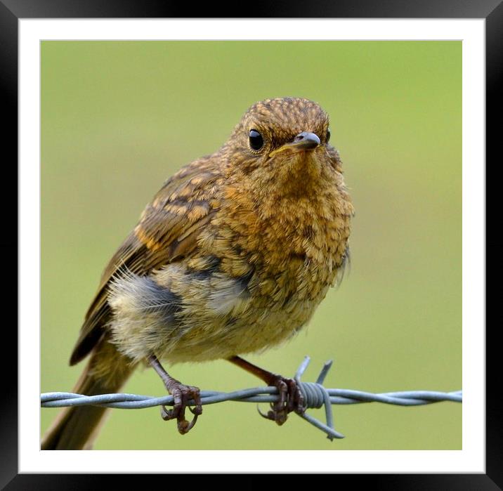 Young robin Framed Mounted Print by David Neighbour