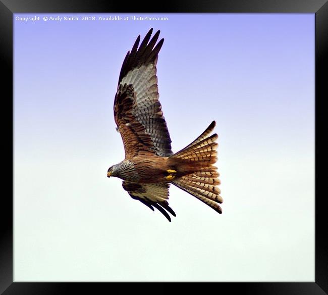 Red Kite Framed Print by Andy Smith