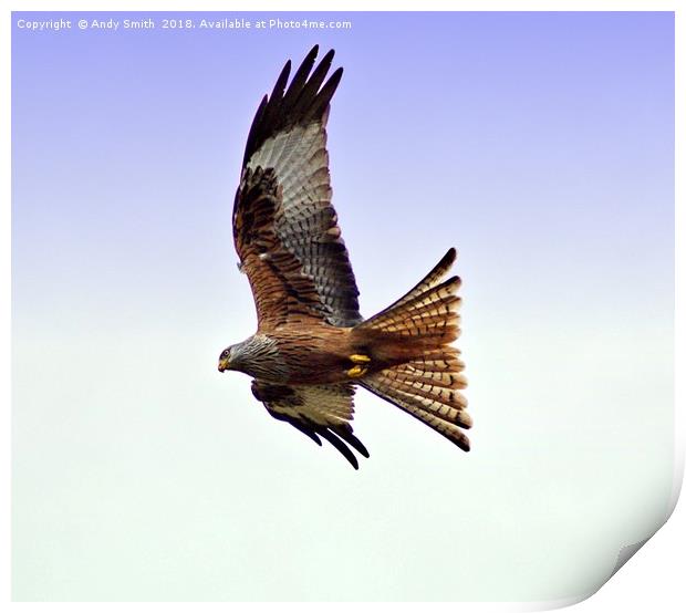 Red Kite Print by Andy Smith