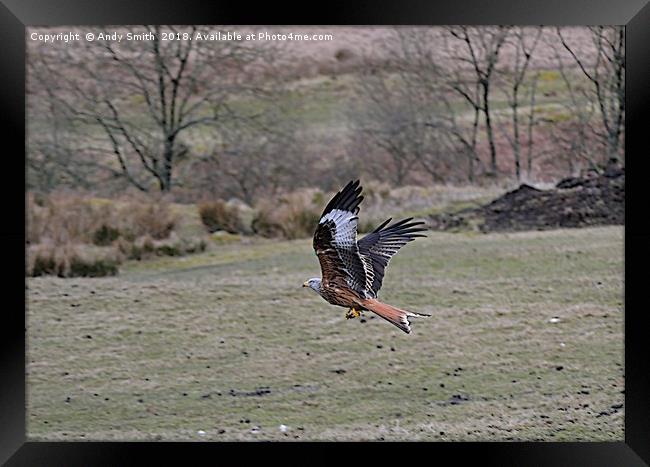 Red Kite Framed Print by Andy Smith