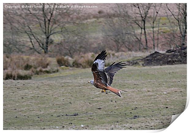 Red Kite Print by Andy Smith