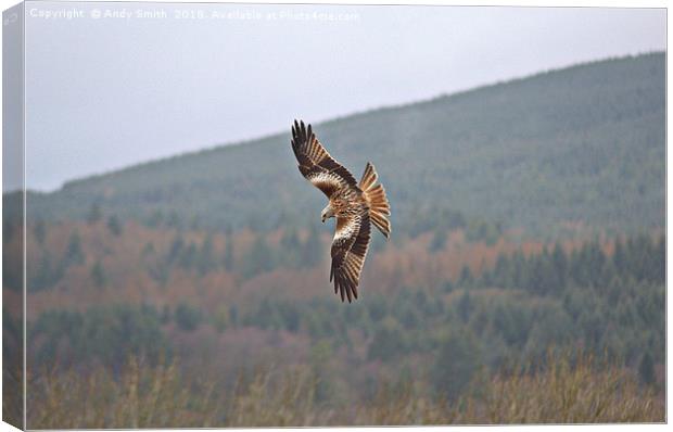 Red Kite Canvas Print by Andy Smith