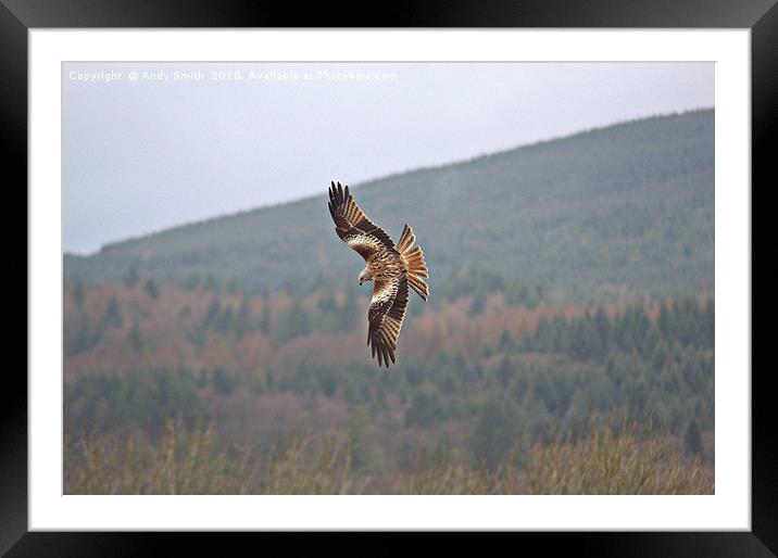 Red Kite Framed Mounted Print by Andy Smith