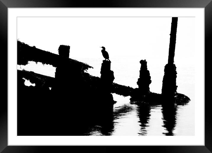 Cormorant Framed Mounted Print by David Hare